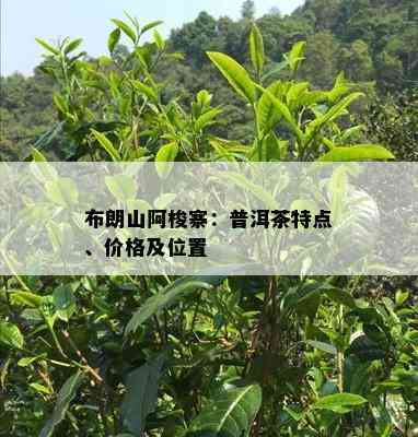 布朗山阿梭寨：普洱茶特点、价格及位置