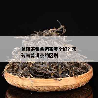 伏砖茶和普洱茶哪个好？茯砖与普洱茶的区别