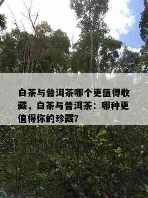 白茶与普洱茶哪个更值得收藏，白茶与普洱茶：哪种更值得你的珍藏？