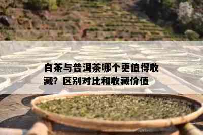 白茶与普洱茶哪个更值得收藏？区别对比和收藏价值