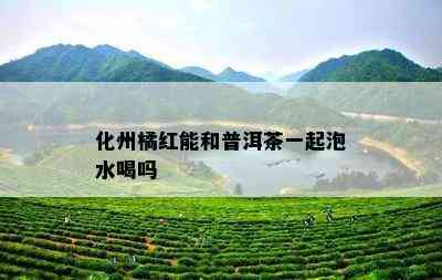 化州橘红能和普洱茶一起泡水喝吗