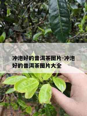 冲泡好的普洱茶图片-冲泡好的普洱茶图片大全