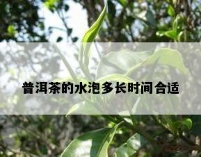 普洱茶的水泡多长时间合适