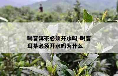 喝普洱茶必须开水吗-喝普洱茶必须开水吗为什么