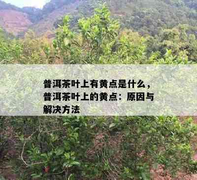 普洱茶叶上有黄点是什么，普洱茶叶上的黄点：原因与解决方法