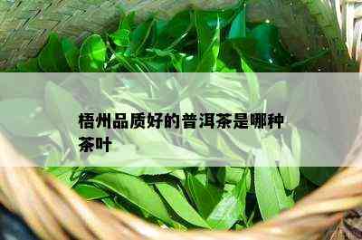 梧州品质好的普洱茶是哪种茶叶