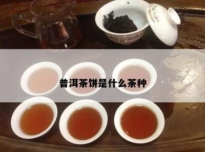 普洱茶饼是什么茶种