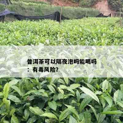 普洱茶可以隔夜泡吗能喝吗：有风险？