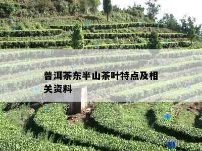 普洱茶东半山茶叶特点及相关资料