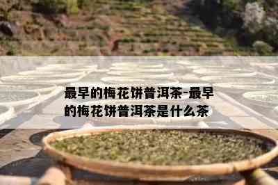 最早的梅花饼普洱茶-最早的梅花饼普洱茶是什么茶