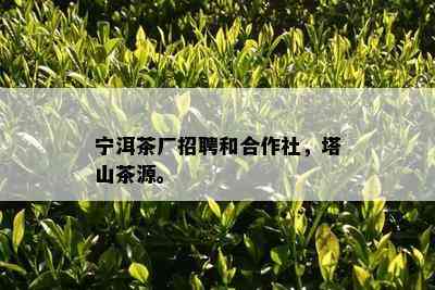 宁洱茶厂招聘和合作社，塔山茶源。