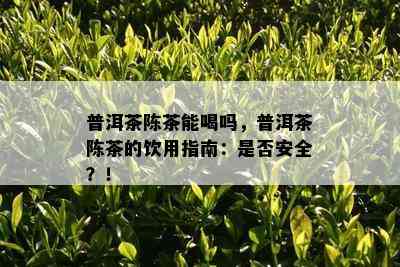 普洱茶陈茶能喝吗，普洱茶陈茶的饮用指南：是否安全？！