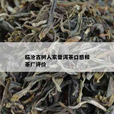 临沧古树人家普洱茶口感和茶厂评价