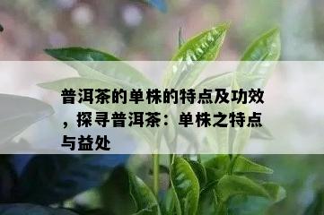 普洱茶的单株的特点及功效，探寻普洱茶：单株之特点与益处