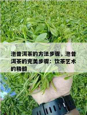 泡普洱茶的方法步骤，泡普洱茶的完美步骤：饮茶艺术的精髓