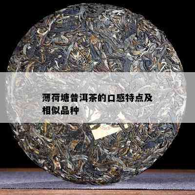 薄荷塘普洱茶的口感特点及相似品种