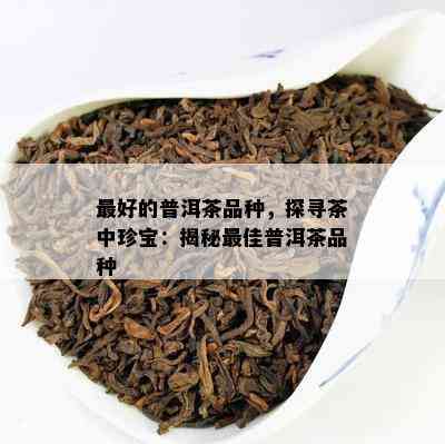 更好的普洱茶品种，探寻茶中珍宝：揭秘更佳普洱茶品种