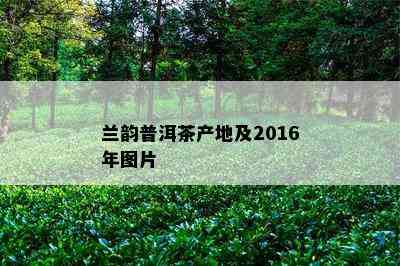 兰韵普洱茶产地及2016年图片