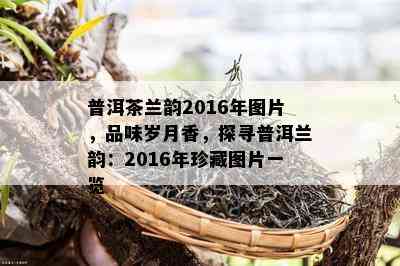 普洱茶兰韵2016年图片，品味岁月香，探寻普洱兰韵：2016年珍藏图片一览