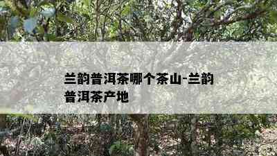 兰韵普洱茶哪个茶山-兰韵普洱茶产地