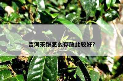 普洱茶饼怎么存放比较好？