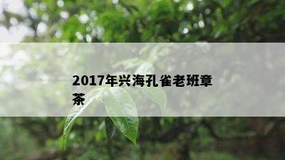 2017年兴海孔雀老班章茶