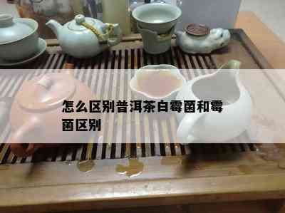 怎么区别普洱茶白霉菌和霉菌区别