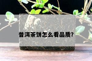 普洱茶饼怎么看品质？