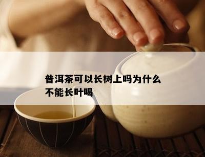 普洱茶可以长树上吗为什么不能长叶喝