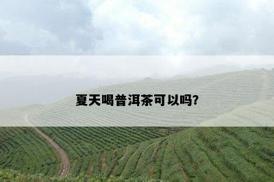 夏天喝普洱茶可以吗？