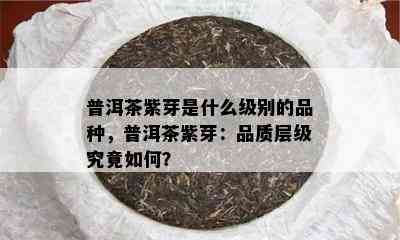 普洱茶紫芽是什么级别的品种，普洱茶紫芽：品质层级究竟如何？