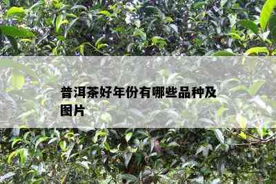 普洱茶好年份有哪些品种及图片