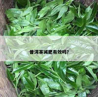 普洱茶减肥有效吗？