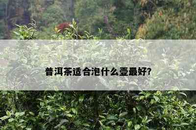 普洱茶适合泡什么壶更好？