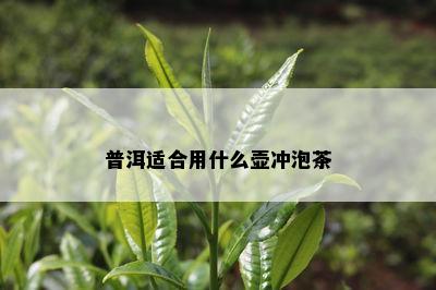 普洱适合用什么壶冲泡茶