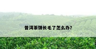 普洱茶饼长毛了怎么办？