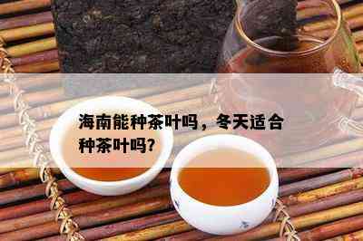 海南能种茶叶吗，冬天适合种茶叶吗？