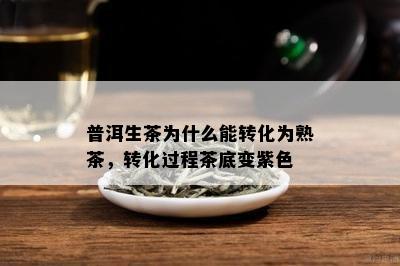 普洱生茶为什么能转化为熟茶，转化过程茶底变紫色