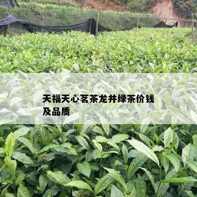 天福天心茗茶龙井绿茶价钱及品质