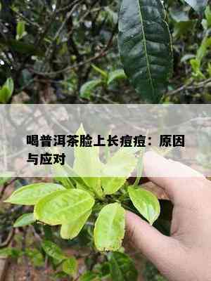 喝普洱茶脸上长痘痘：原因与应对