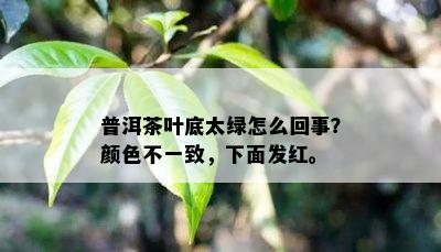 普洱茶叶底太绿怎么回事？颜色不一致，下面发红。