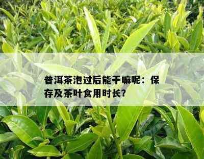 普洱茶泡过后能干嘛呢：保存及茶叶食用时长？