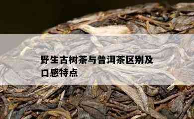 野生古树茶与普洱茶区别及口感特点