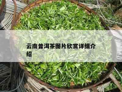 云南普洱茶图片欣赏详细介绍