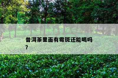 普洱茶里面有霉斑还能喝吗？