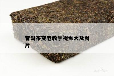 普洱茶变老教学视频大及图片