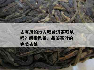 去有风的地方喝普洱茶可以吗？解析风景、品鉴茶叶的完美去处