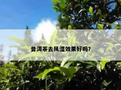 普洱茶去风湿效果好吗？