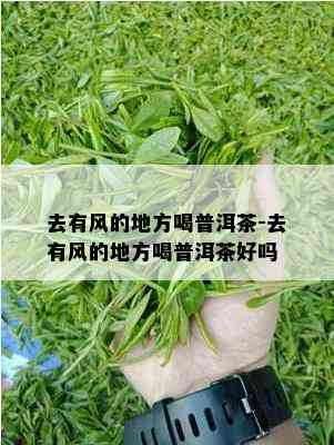 去有风的地方喝普洱茶-去有风的地方喝普洱茶好吗