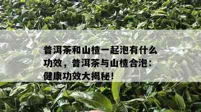 普洱茶和山楂一起泡有什么功效，普洱茶与山楂合泡：健康功效大揭秘！